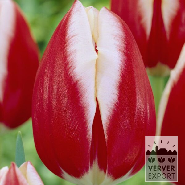 12328, Tulipan, Triumf 'Leen van der Mark', 10 pr pakke