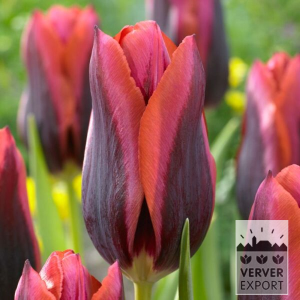 12553, Tulipan, Triumf 'Slawa', 10 pr pakke