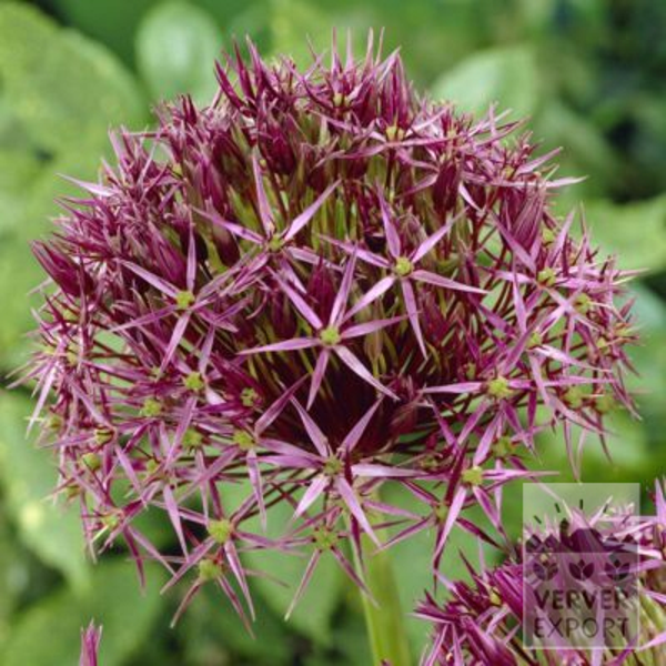16003,Allium,AlliumCristophii,10pr pakke