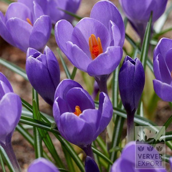 14039,Krokus, Krokus Aqua, 20pr pakke