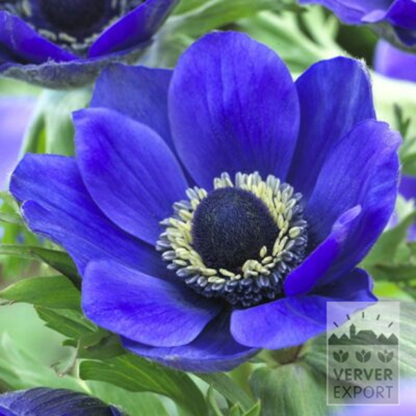 36018,Anemone,Anemone De Caen "Mr Fokker", 20pr.pakke