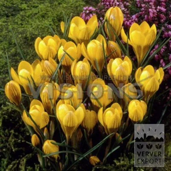 14030 Krokus Chrysanthus "Fuscotinctus" 20 stk