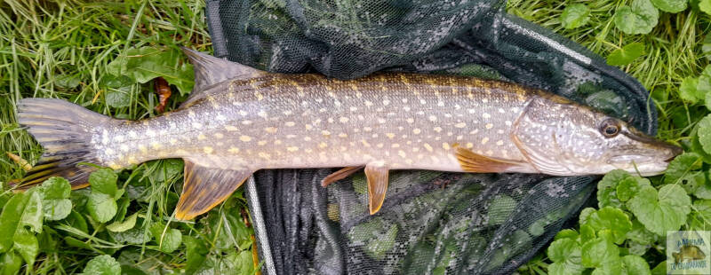 25-septembre-2024-61-cm