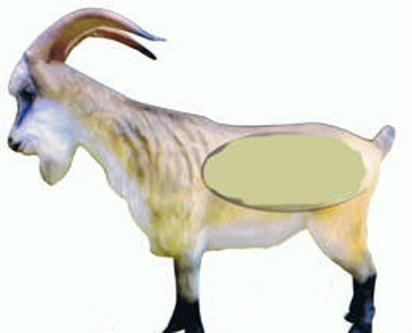 DHD A1000 Geit met reuze corn polyester résine 90 x 110 cm