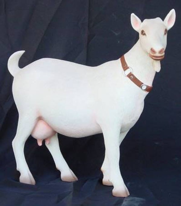 DHD GS09 Geit wit met halsband polyester résine  50 CM