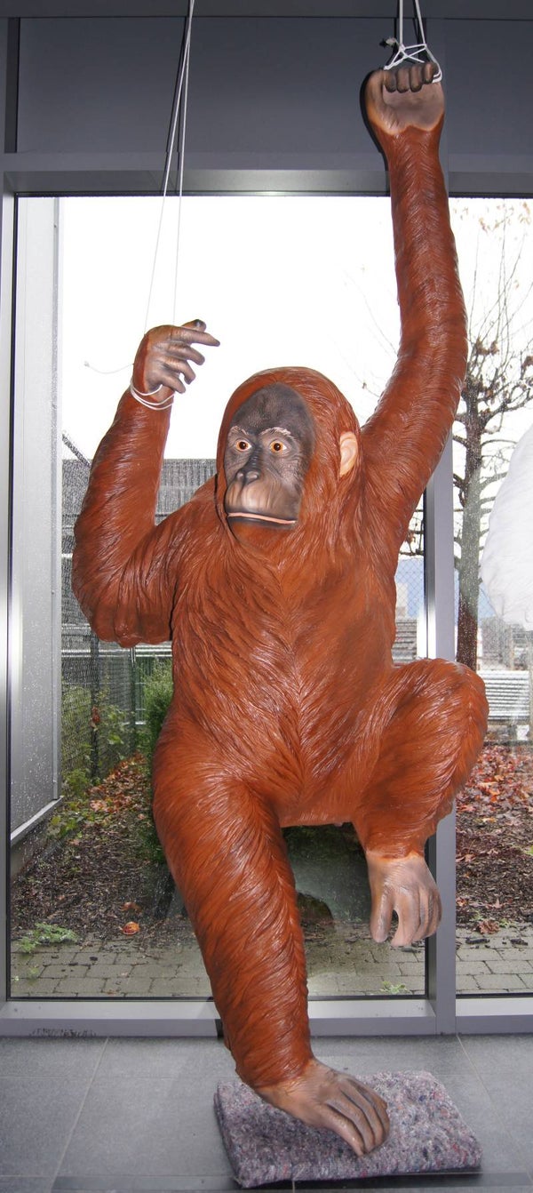 A1825 Jungle Gorilla aap bruin  G37 hangend polyester résine 240 x 100 x 65 cm