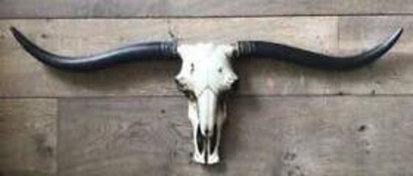 K40 Funny Schedel bison longhorn polyester résine 180 cm