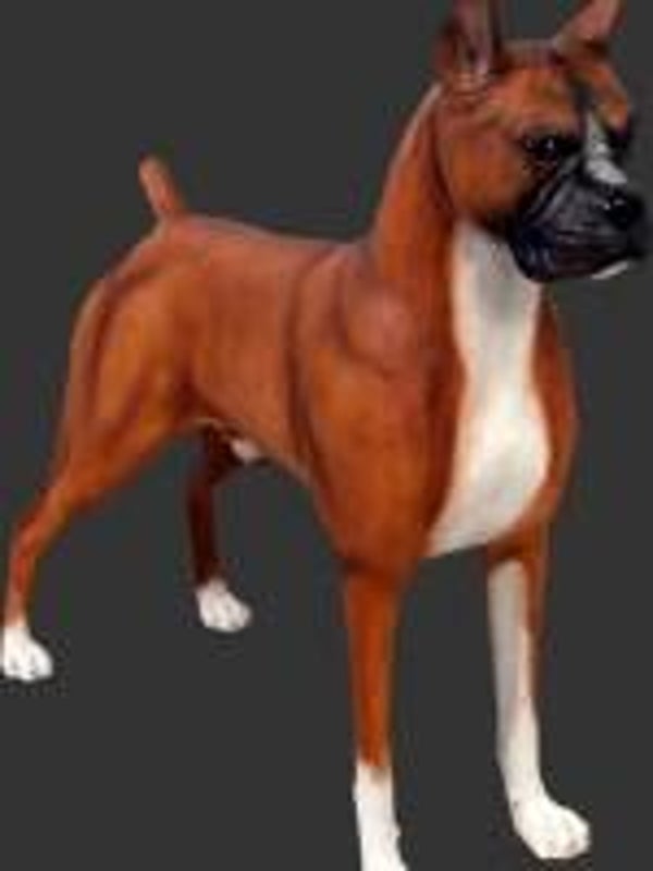 DHC88 Hond France bulldog polyester résine 50 cm