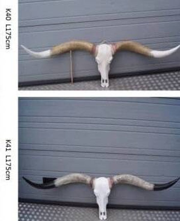 K43 Funny   koe schedel polyester résine 50 x 180 cm