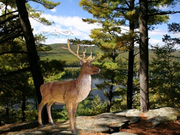 Bos A783  H10 hert met grote corn polyester résine 218 CM