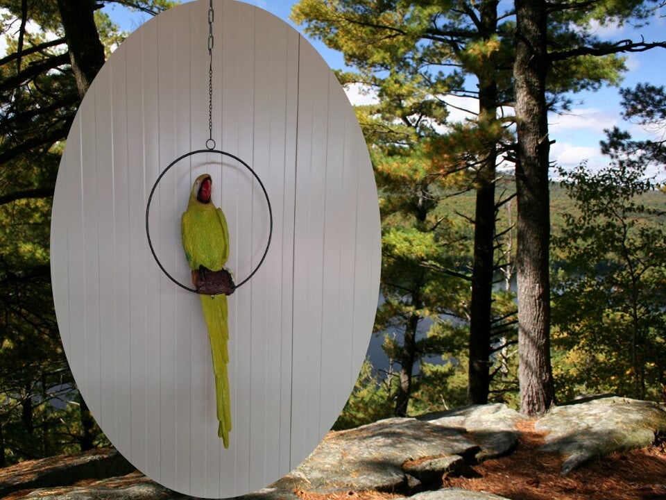 Papegaai in ring  33 cm  verp per 5/30