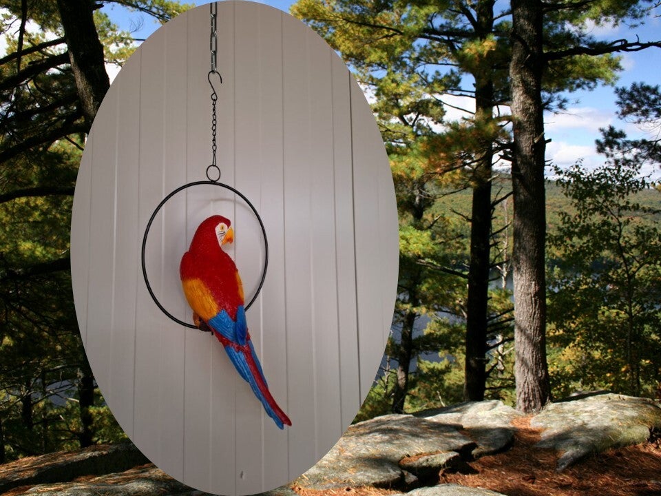 Papegaai in ring  33 cm  verp per 5/30