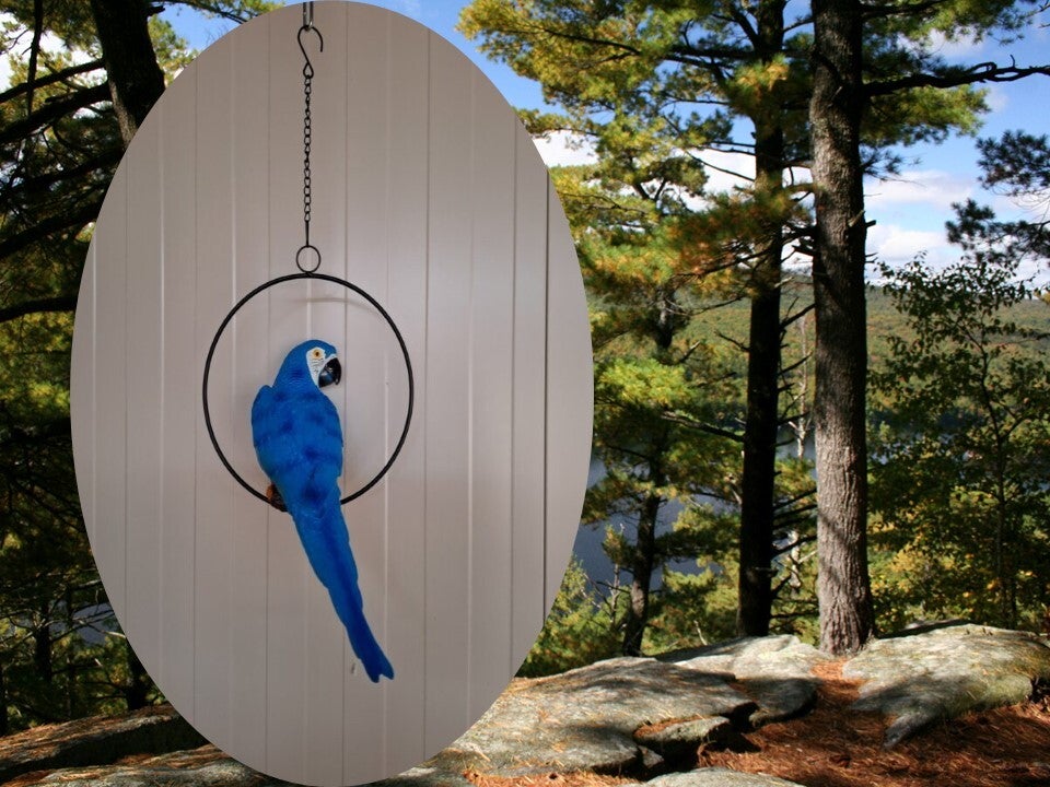 Papegaai in ring  33 cm  verp per 5/30