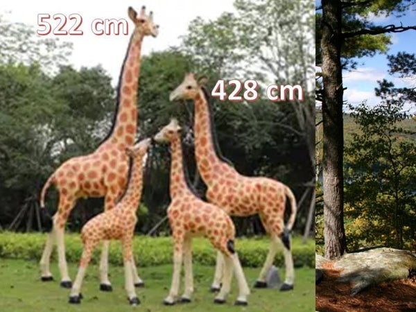 Giraffe laminaat 522 cm