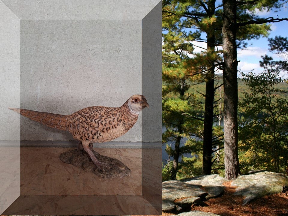 FAZANT HEN 63 X 26 CM