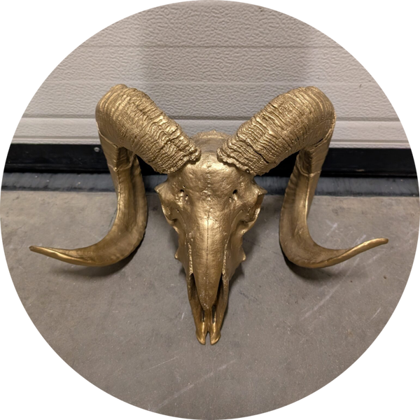 Geit schedel antiek goud  30 cm