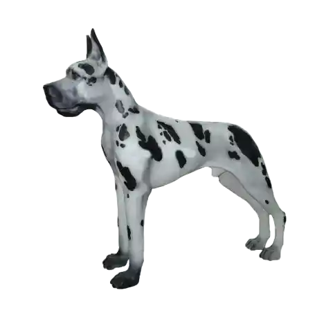 ART pop Hond Deense dog staand zwart of wit  multicolor   120 x 100 cm