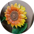 Zonnebloem in pot diverse kleur 65 cm
