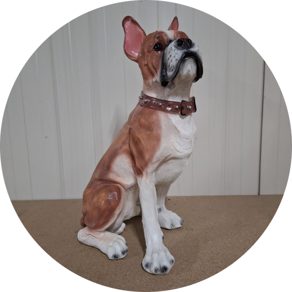 Franse buldog zit bruin 50 cm