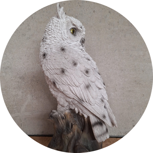 sneeuw uil op rots 50 cm