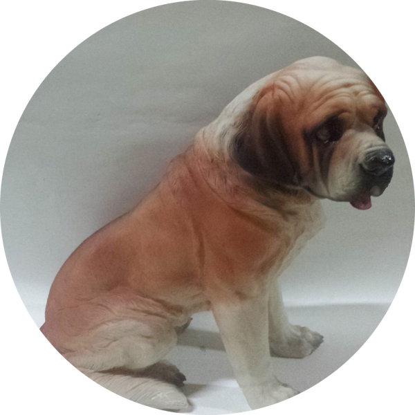 Sint Bernard hond zit 50 cm