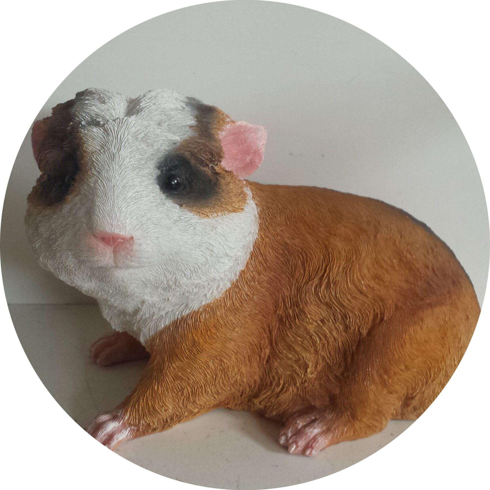 Cavia zit 20 cm verp 12