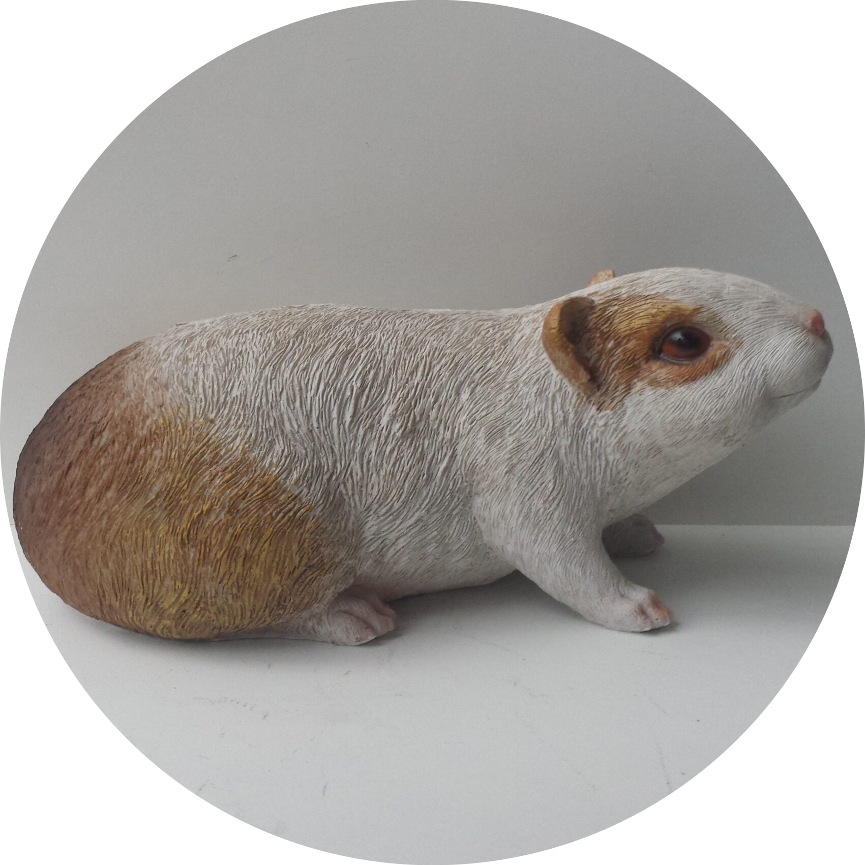Cavia op uitkijk 25 cm verp 12