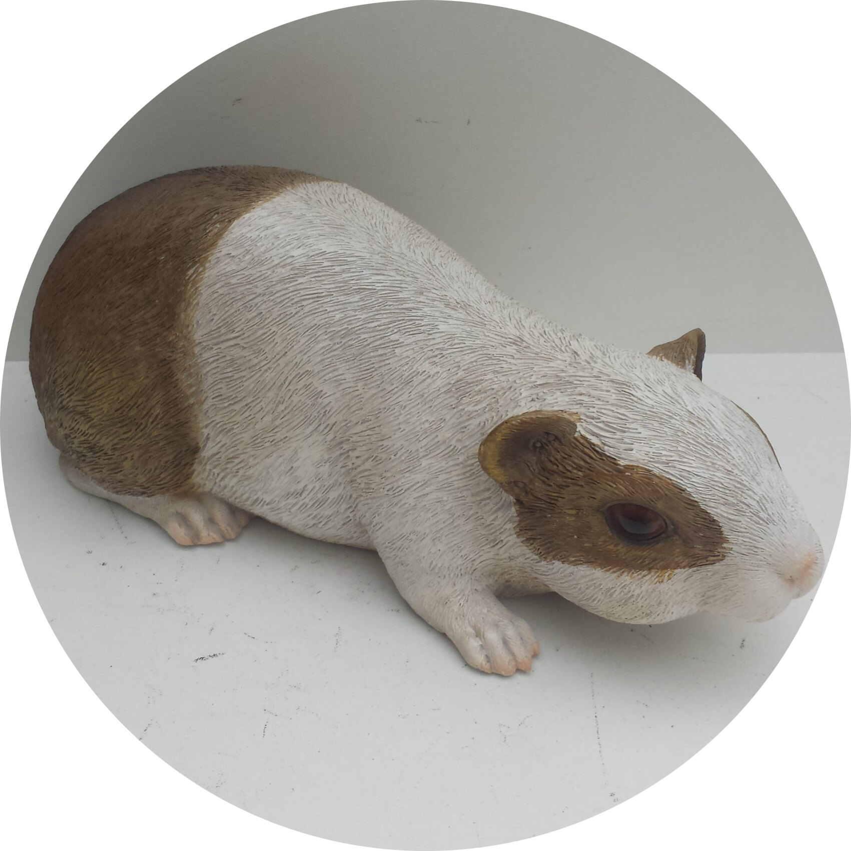Sluipende cavia 26 cm verp 12