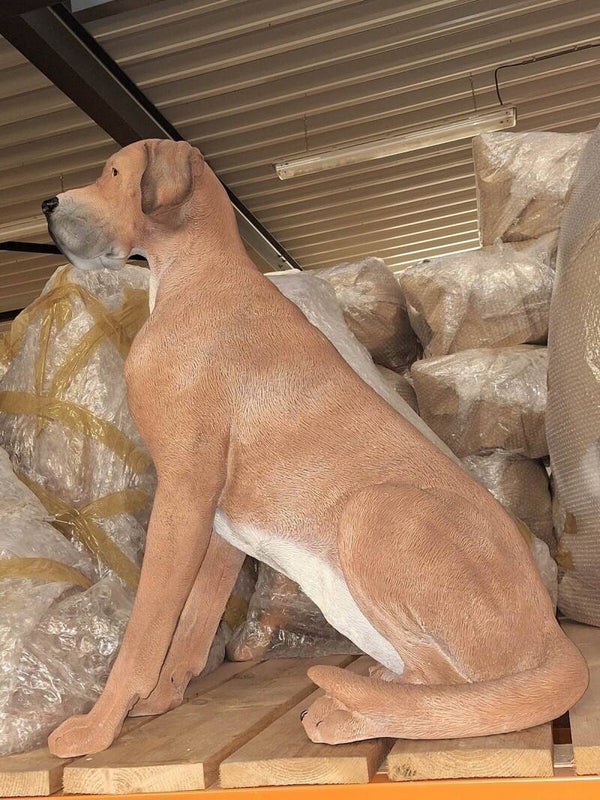 Deense dog hond 95 cm