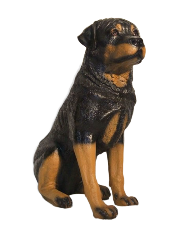 Rottweiler zit polyester résine 70 CM