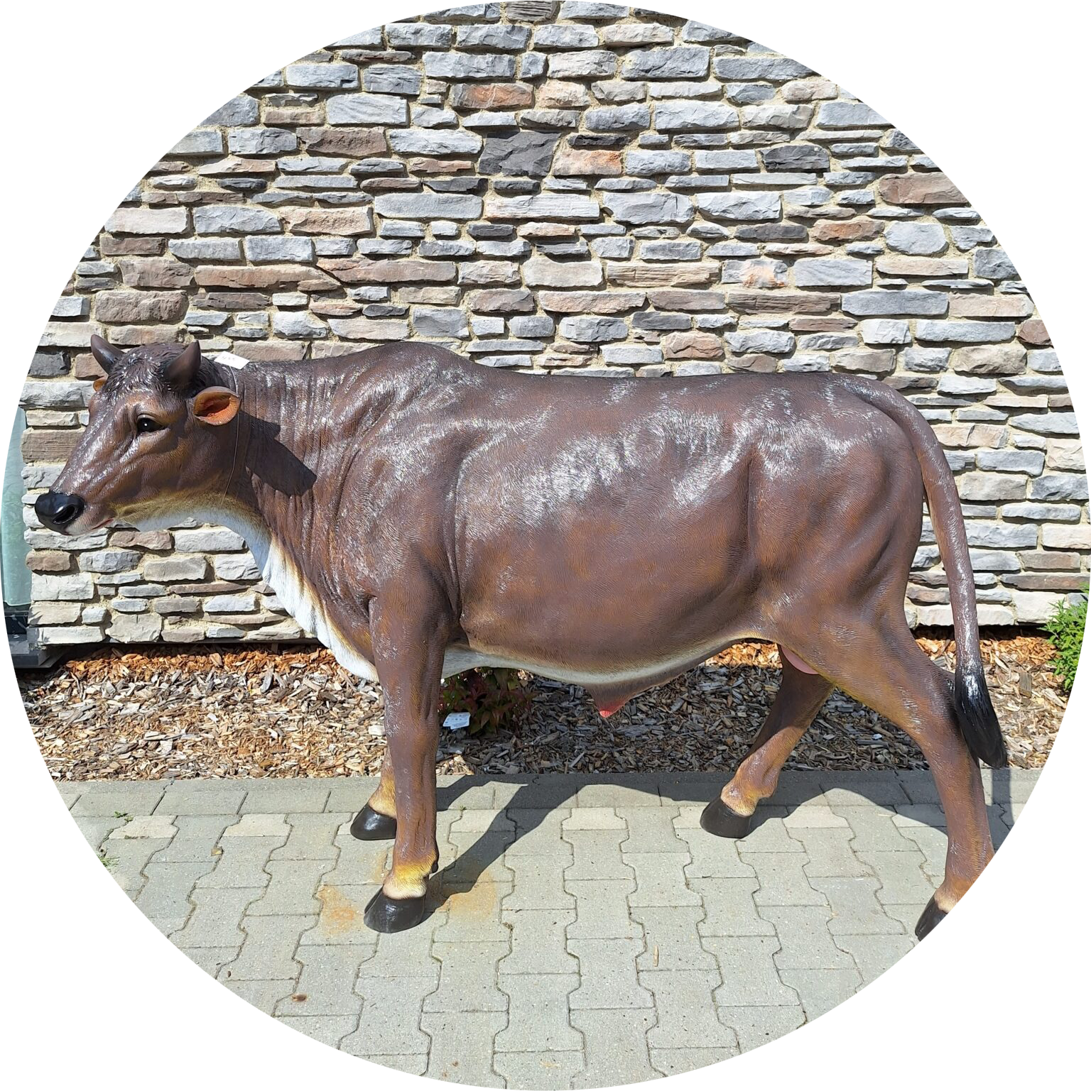 Stier kop opzij staand laminaat 200 x 70 x 125 cm