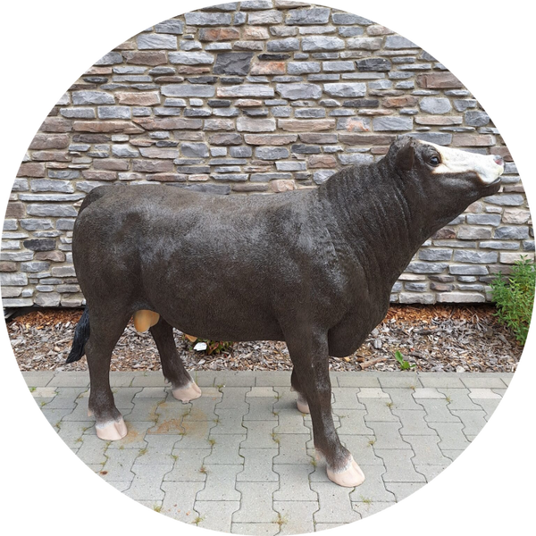 Koe Simmental laminaat 131 x  193 x 66cm