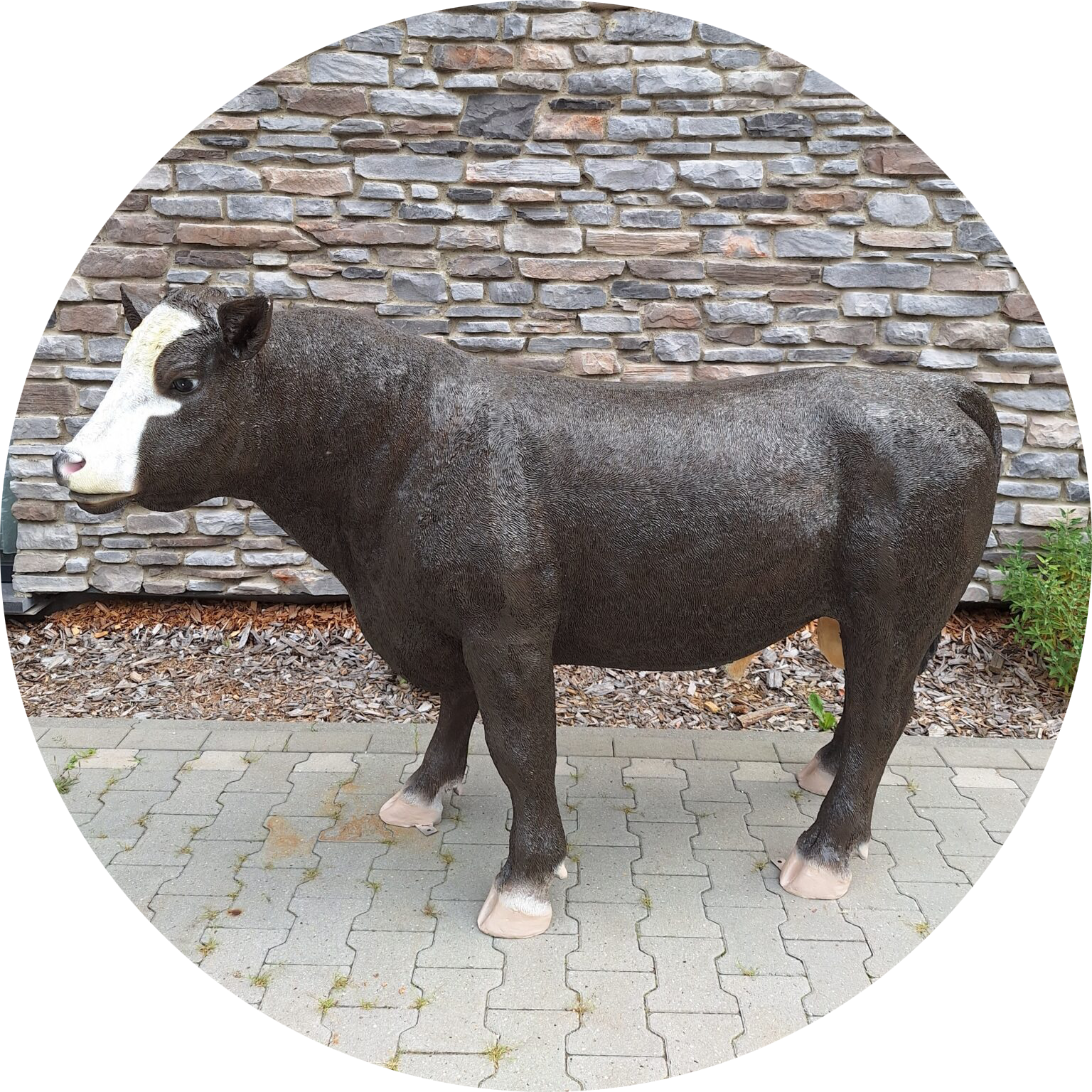 Koe Simmental laminaat 131 x  193 x 66cm