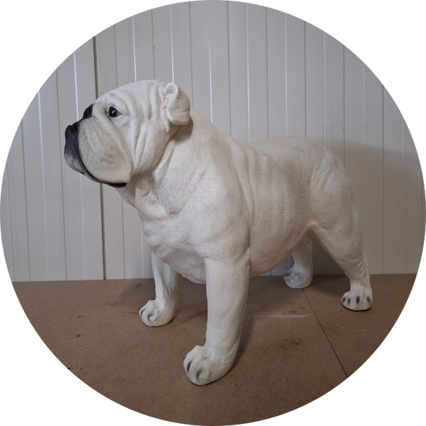 Engelse Buldog laminaat Staand 44 x 65cm