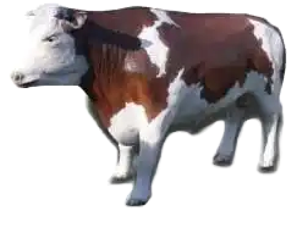 Stier super Groot Bruin wit polyester résine 150 X 262 CM