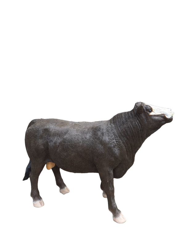 Stier Simmental kop omhoog  131 x 193 x  66 cm
