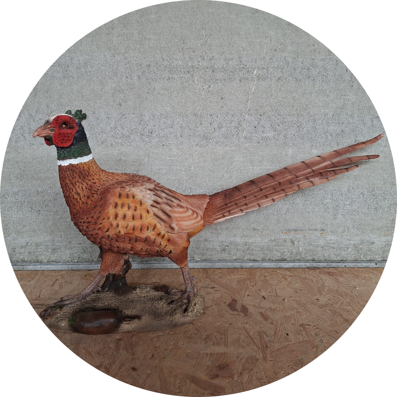 FAZANT HAAN 79 X 39 CM