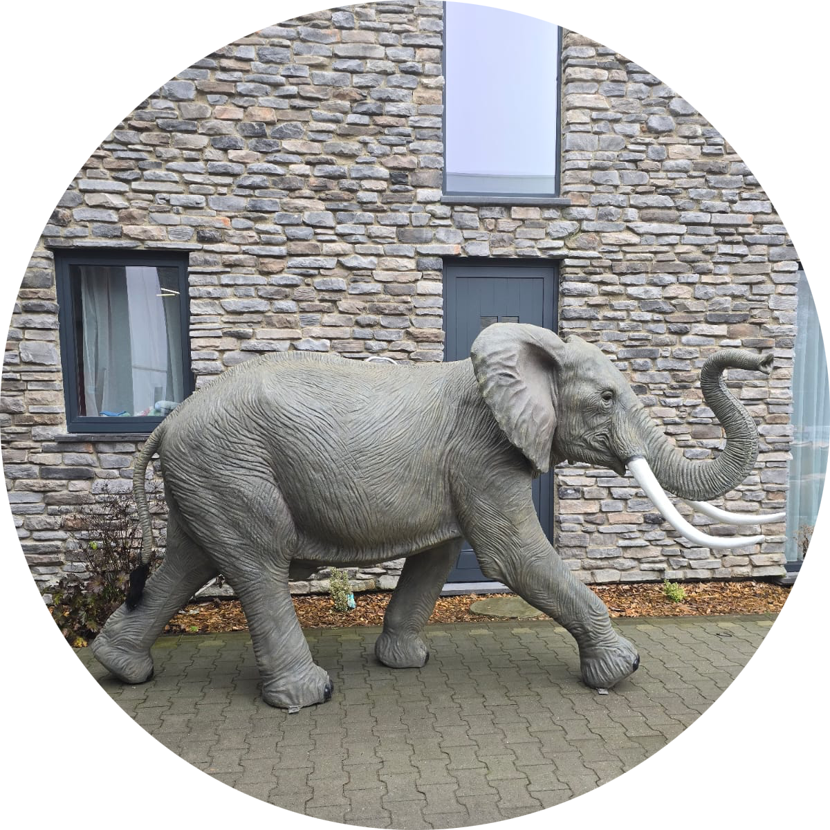 Olifant lopend slurf omhoog laminaat 350 x 120 x  185 cm