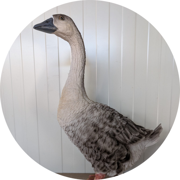 Gans op gras sokkel 43 x 23 x 60 cm