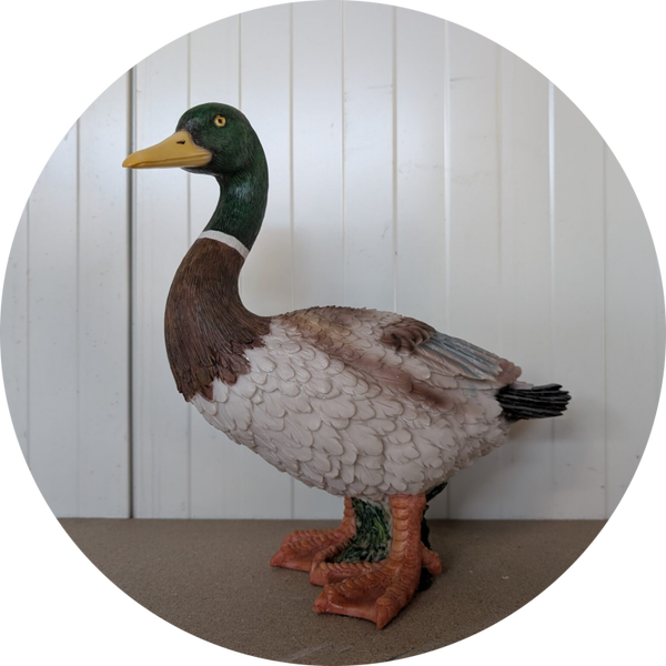 Wilde eend 36 x  18  x 36 cm