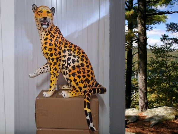 jachtluipaard zit  laminaat 84 x 61 x 48cm