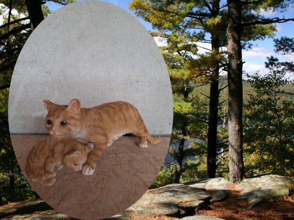 kat met jong bruin  20 x 50 cm