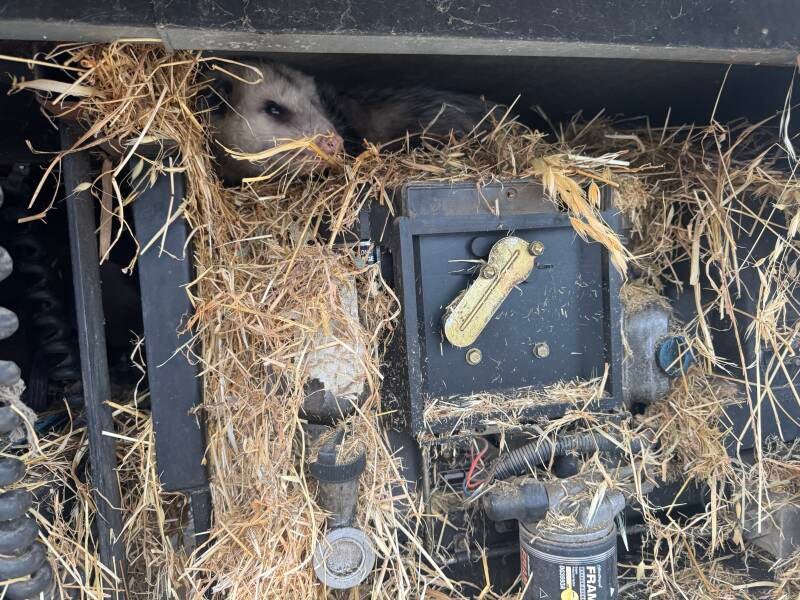 RV Generator compartment as possum&#039;s new home!