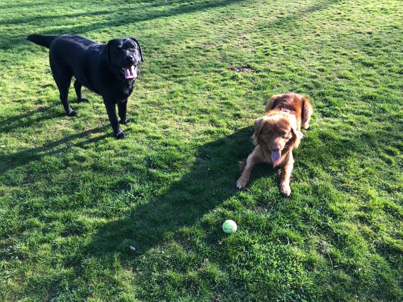 Puppy, hond, wandeling, uitlaten, Hondensnoepjes, hondenopvang, hondenoppas, uitlaatservice, hondenriem, Laarbeek, kennel