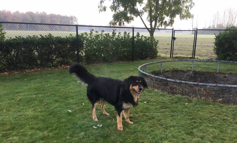 Puppy, hond, wandeling, uitlaten, Hondensnoepjes, hondenopvang, hondenoppas, uitlaatservice, hondenriem, Laarbeek, kennel