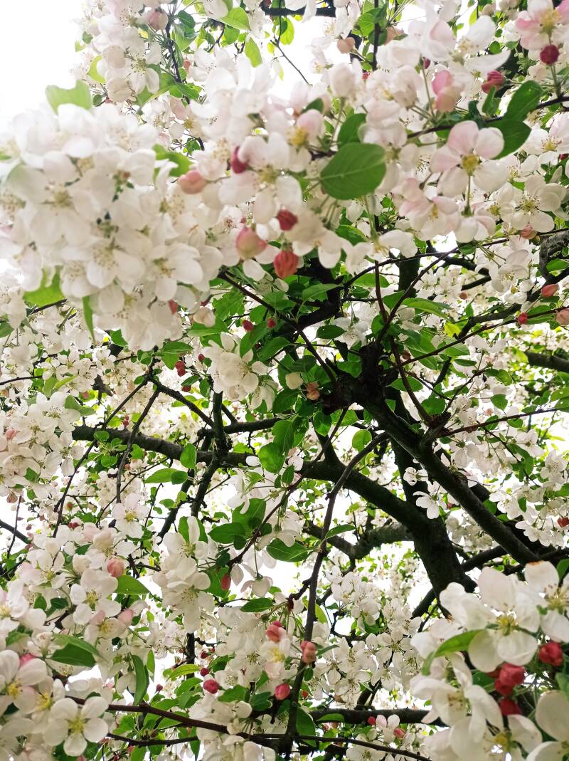 Foto Bloesem - Blossom