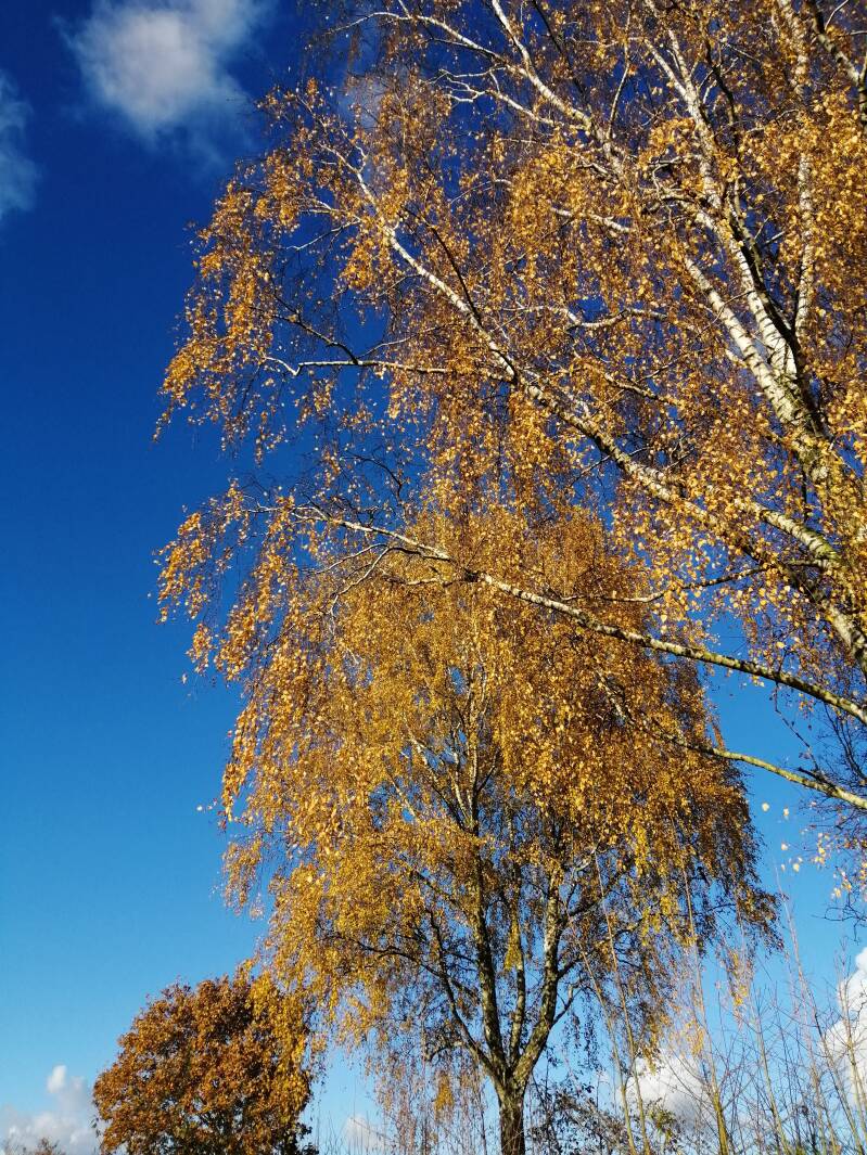 Foto Gouden Bomen - Golden trees 