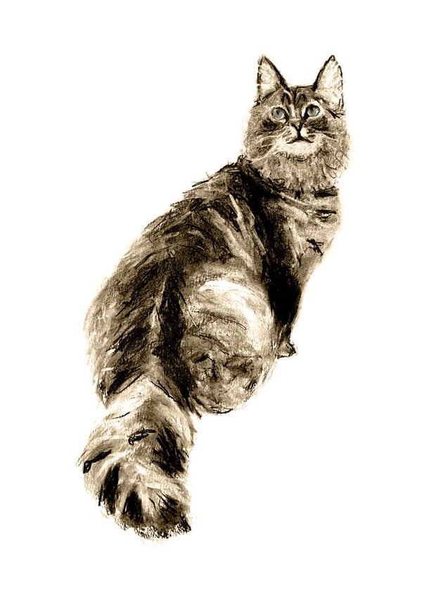 Bespoke pet portret drawing.