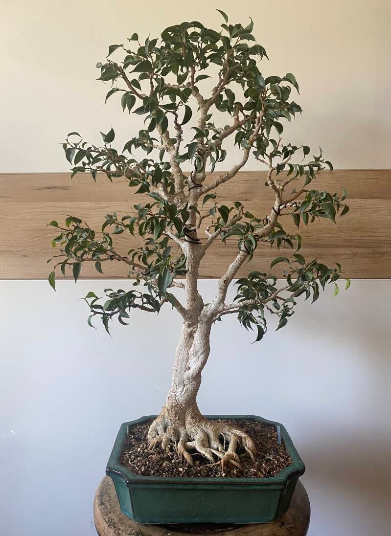 Bonsai Ficus benjamina, Formschnitt