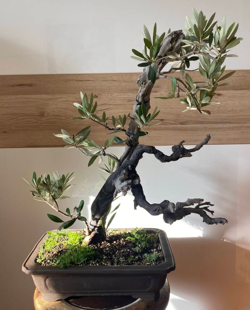 Bonsaigestaltung, Tanuki, Olive